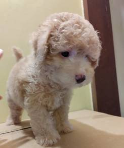 Maltipoo 