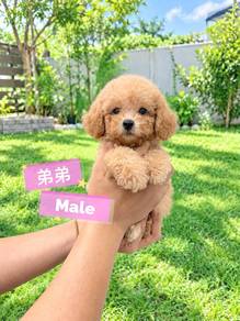 Tiny Poodle MALE M3 ( most cheapest in JB)