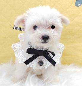 Maltipoo