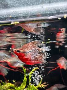 Marble Gourami