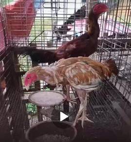 Ayam