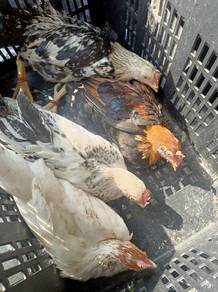 Anak Ayam Kampung Asli 