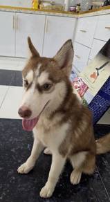 Husky puppy