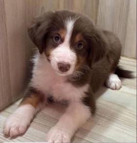 Border Collie Puppy For Sale (with Certification)