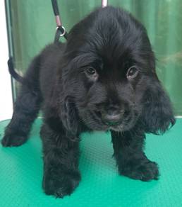 English Cocker Spaniel 