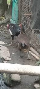 ayam sabung 