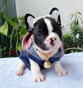 FRENCH BULLDOG PUPPIES VIP243🌻Cute & Healthy Boy