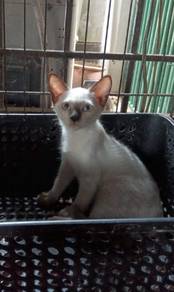 Kucing Siam S002