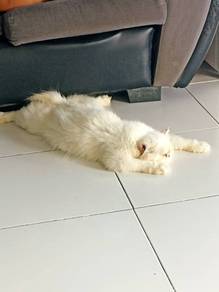 kucing parsi semiflate jantan