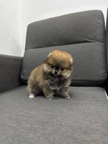 HHHH-1010 Tiny Pomeranian pretty puppies