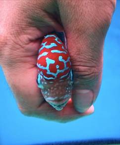 Red Kamfa F2 Flowerhorn Flower Horn