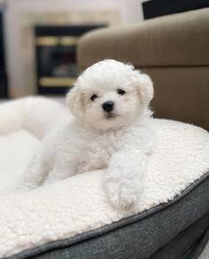 Fluffy Bichon Fluffy Teddy Bear Puppy Baby Puppy