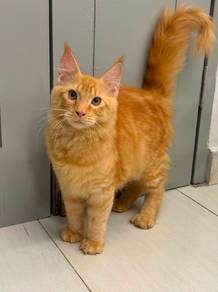 mainecoon red tabby 