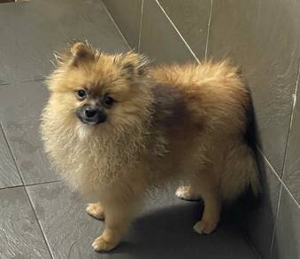Pomeranian