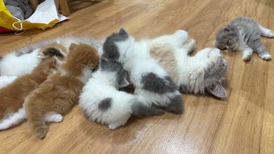 Kitten for rehome