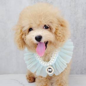Poodle