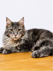 Mainecoon