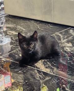 bsh munchkin female 