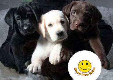 GGTT-1006 Labrador awesome cute puppies dogs