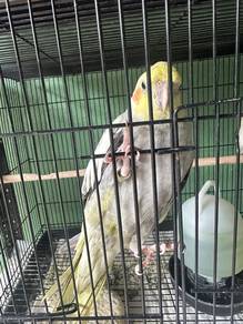 cockatiel bird (area peneng)