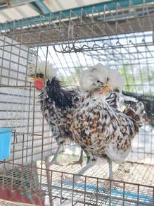 Ayam Poland @ Polish