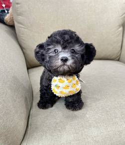 POODLE PUPPIES I138🌻 Tiny-Tea cup Import