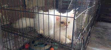 One-Eye Parsi Cat (Male) for Re-Home
