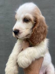 ENGLISH COCKER SPANIEL PUPPIES C125 🌻 Male-Female