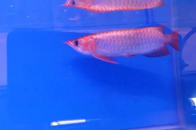 arowana blood red 3a quality -wholesale price