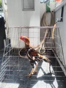 ayam ratu LHK muda baka mas10