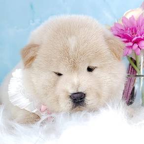 Chow Chow
