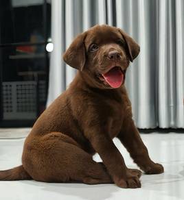 Labrador retriever 1
