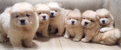 FLUFFY CHOW CHOW PUPPIES C327 🌻 Cream Available