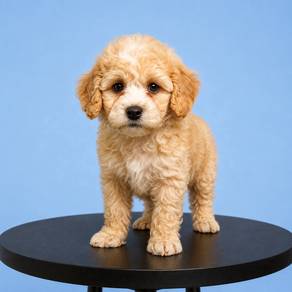 Toy Poodle White