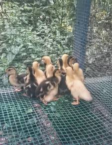 Anak Serati