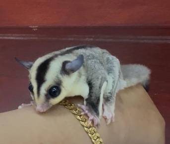 sugar glider wface fmale