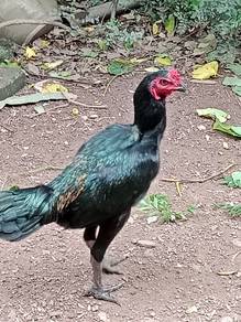 Ayam pama