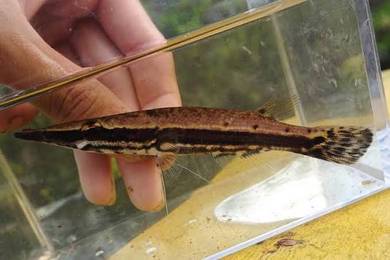Crocodile Pike Fish / L. pulcher