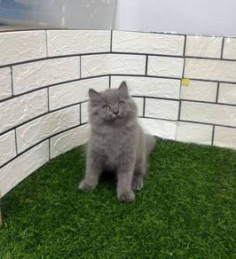 British Longhair kitten