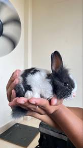 Lionhead Mix/colour baby panda
