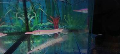 [BEST BUY] Aligator gar (Gold)