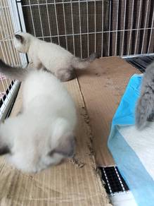 bsh for sale