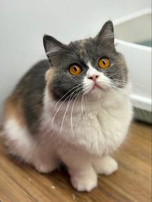 Munchkin Calico 🇨🇳