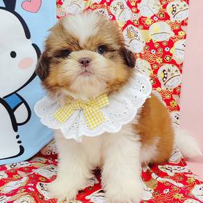 Shih Tzu