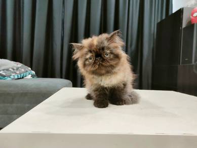 100% Manja! Kucing Parsi Persian Flat Face Kitten