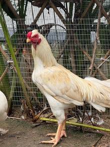 parrot beak chicken