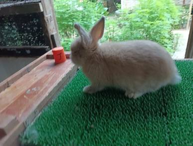 Arnab Netherland Dwarf