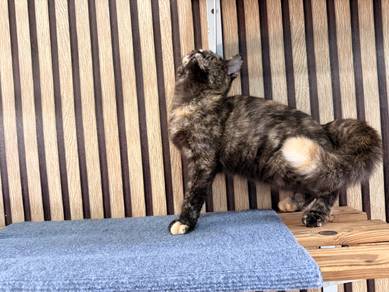 BSH Tortoiseshell Light/Dark