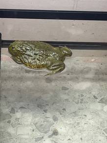 african bull frog for sale