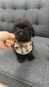 Black Poodle Female Puppy BF-1
